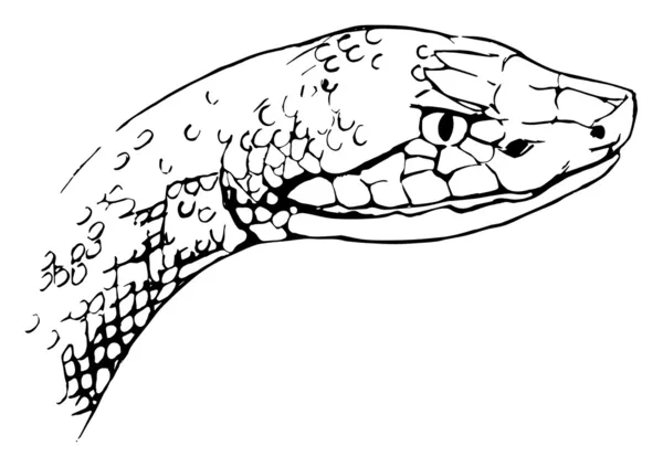 Serpiente cabeza de cobre — Vector de stock