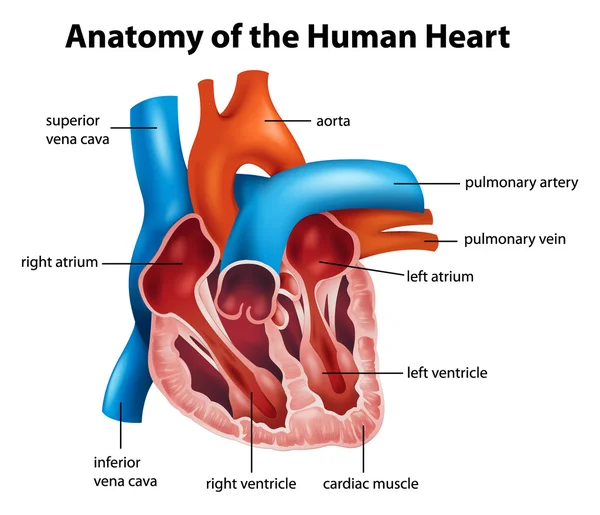 Menselijk hart anatomie — Stockvector