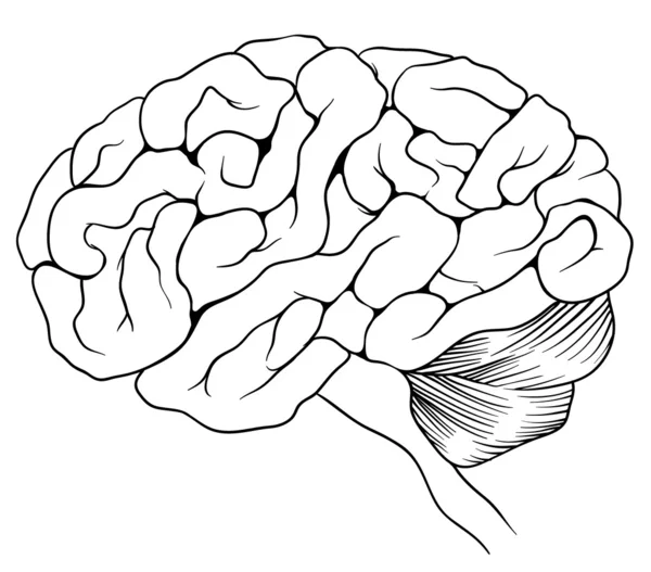 El cerebro humano — Archivo Imágenes Vectoriales