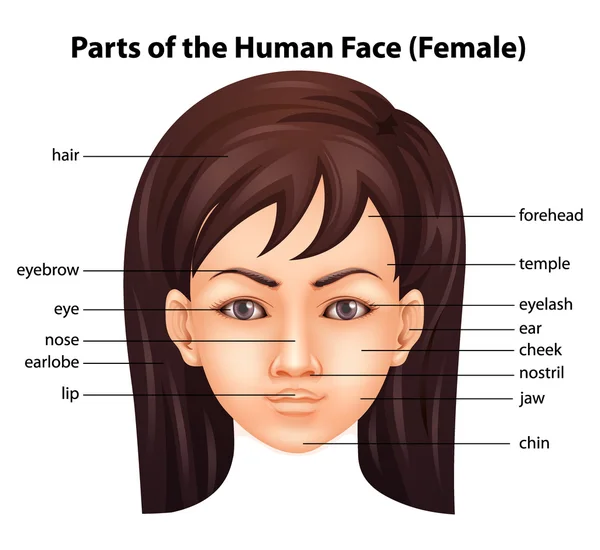 Lidská tvář — Stockový vektor