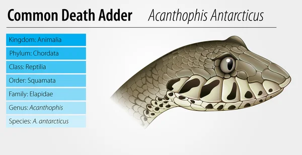 Morte adder — Vetor de Stock