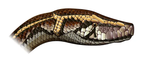 怖いヘビ Vector Art Stock Images Depositphotos