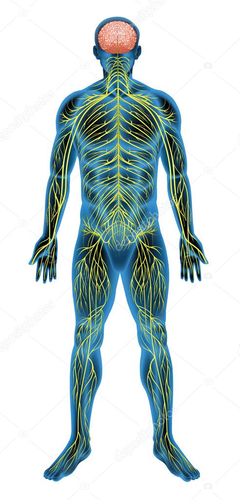 Human nervous system