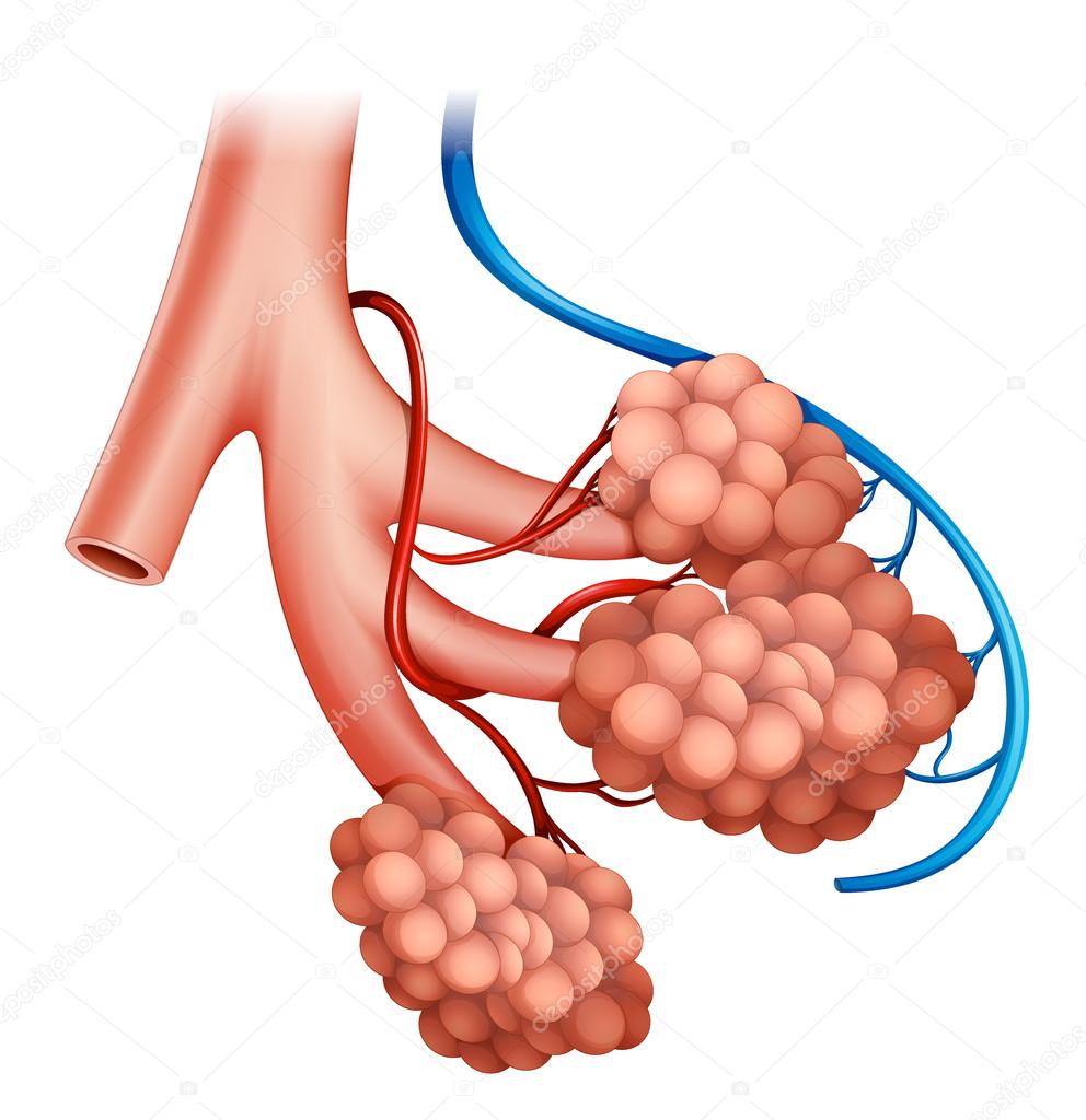 Human alveoli