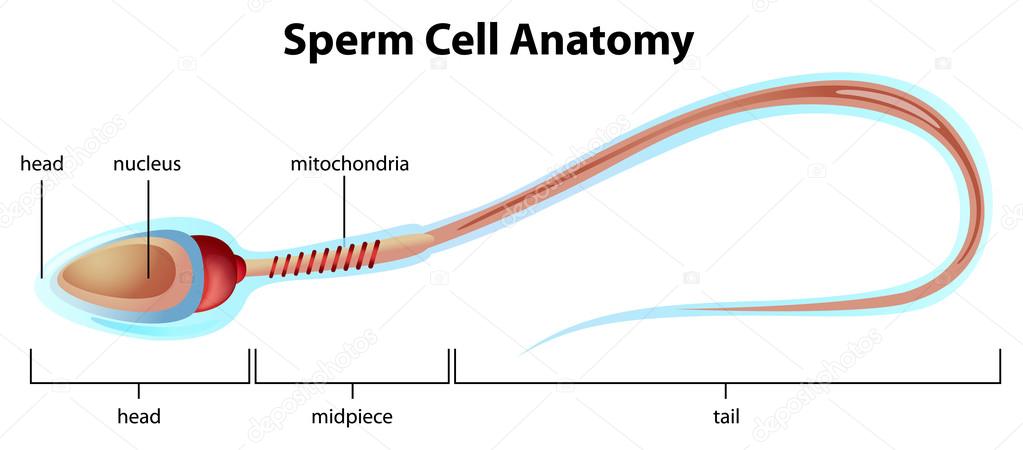Sperm cell structure