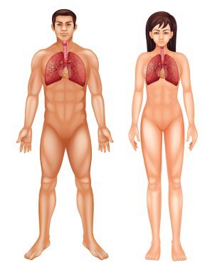 insan solunum sistemi