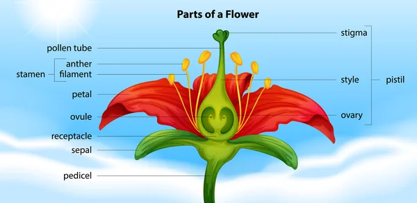 Delen van een bloem — Stockvector