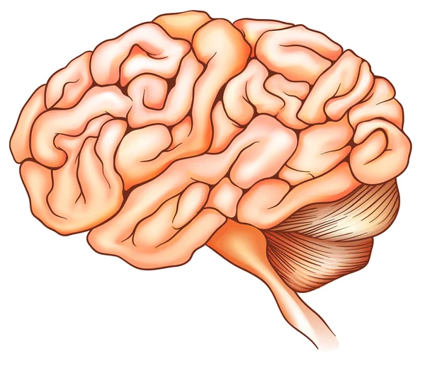 Ludzki mózg — Wektor stockowy