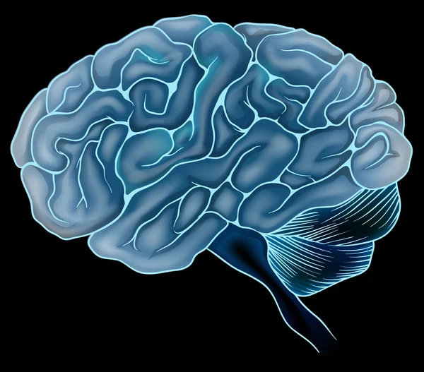 Het menselijk brein — Stockvector