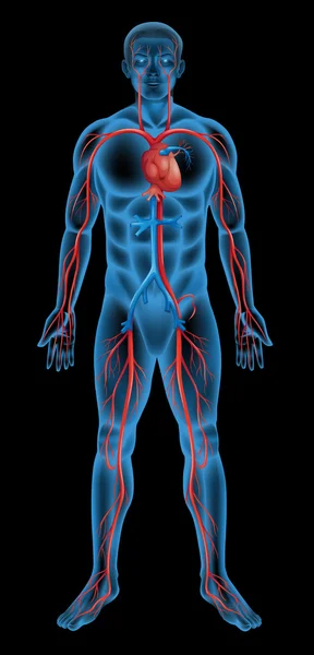 Серцево-судинна система людини — стоковий вектор