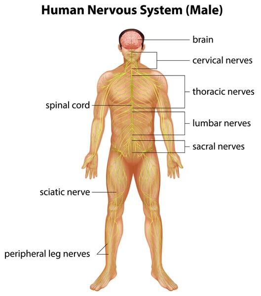 Sistem saraf manusia - Stok Vektor