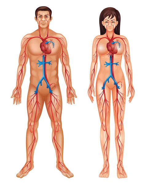 İnsan dolaşım sistemi