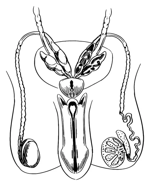 Mannelijke voortplantingsstelsel — Stockvector