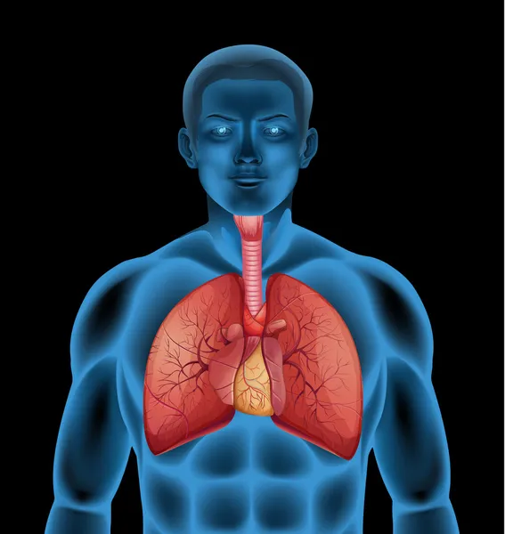 Sistema respiratorio humano — Vector de stock