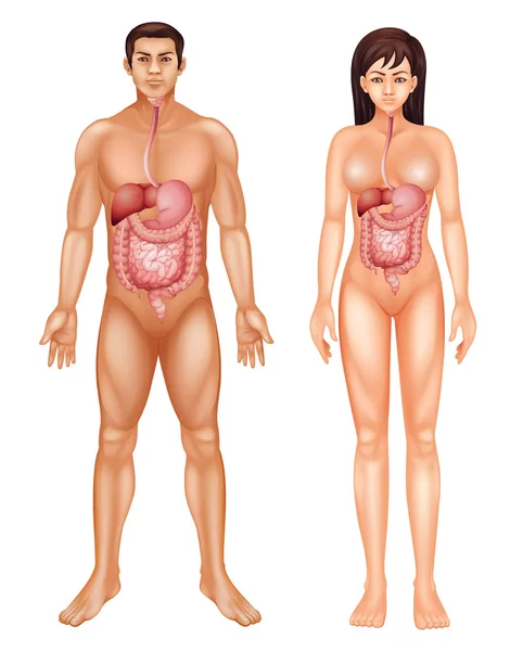 Sistema digestivo humano — Vetor de Stock