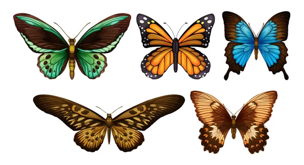 Mariposas mixtas — Archivo Imágenes Vectoriales