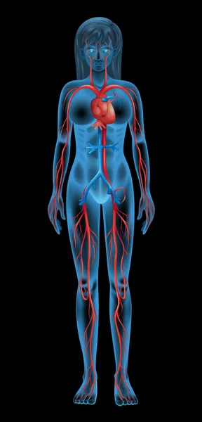 Système circulatoire humain — Image vectorielle