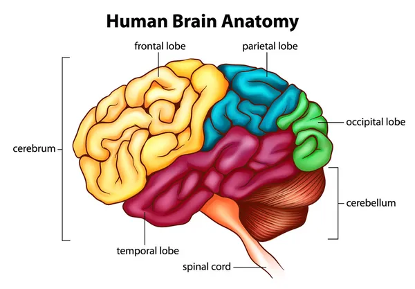 O cérebro humano —  Vetores de Stock