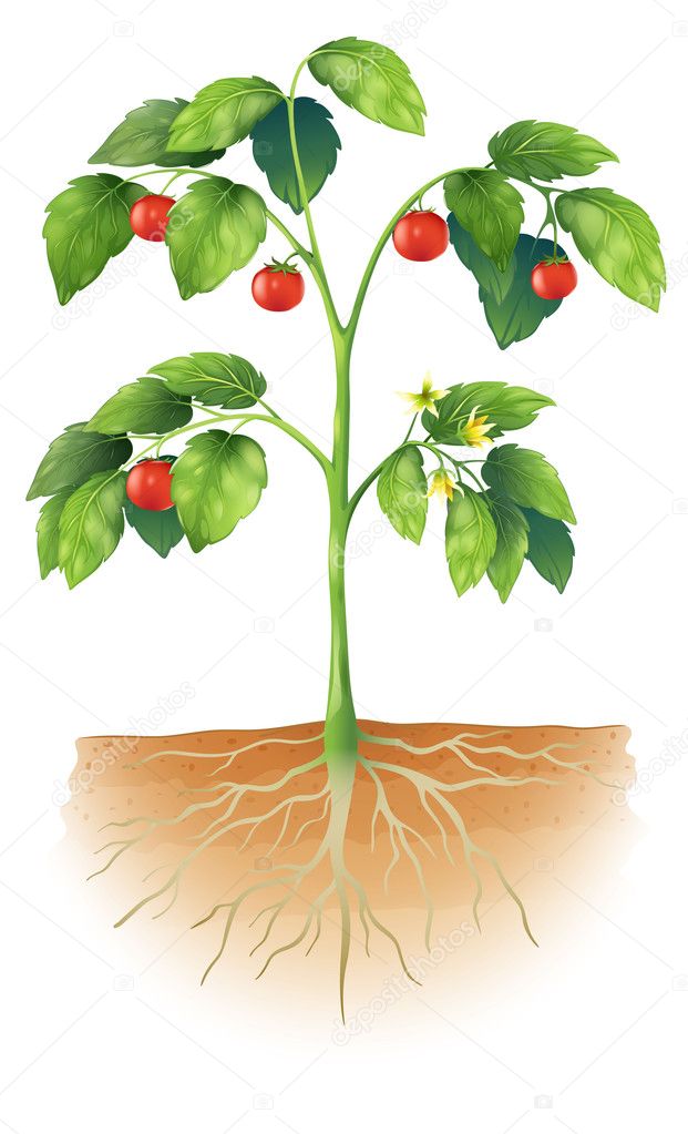 Parts of a plant Stock Vector Image by ©blueringmedia #25790341