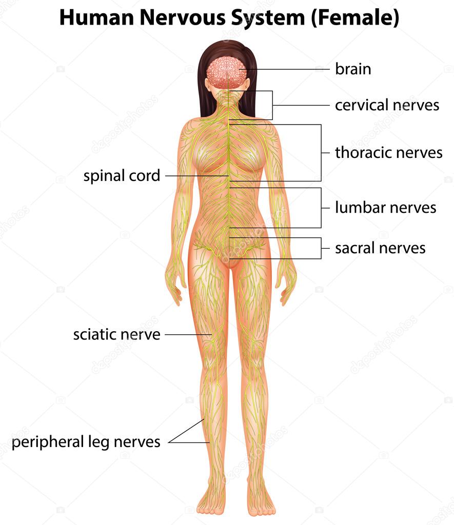 Human nervous system