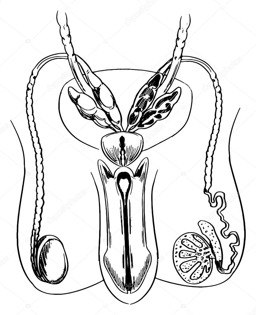 Male Reproductive System Anatomy Activity Sheet PDF