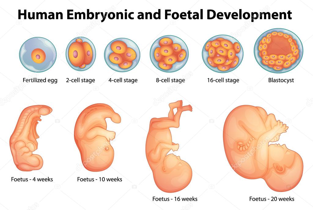 Stages in human embryonic development