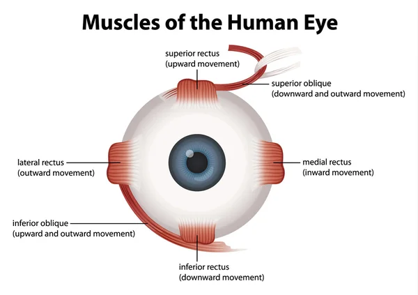 Mata Manusia - Stok Vektor