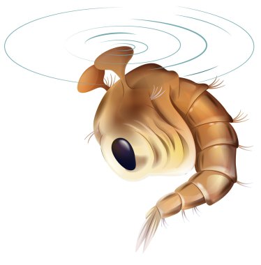 Mosquito life cycle - pupae stage clipart