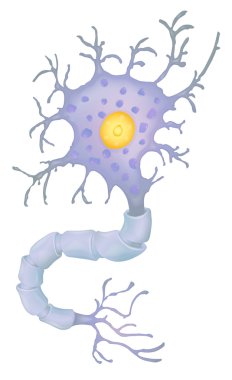 Neuron clipart