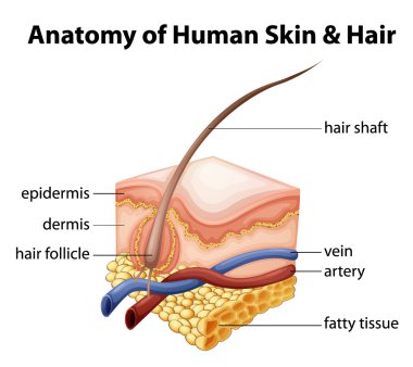 Anatomy of Human Skin and Hair clipart