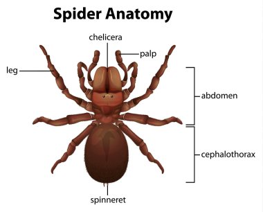 Spider anatomy clipart