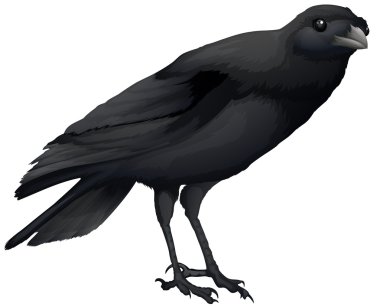 A crow clipart