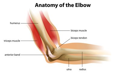Anatomy of the human elbow clipart