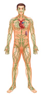 Lymphatic System clipart
