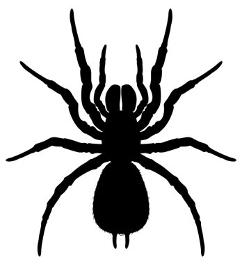 bir örümcek silüeti