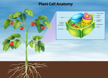 Anatomy of the plant cell clipart