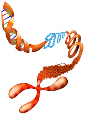 DNA chromosome clipart