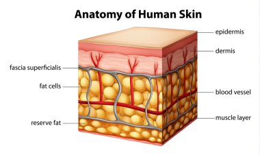 Human skin anatomy clipart