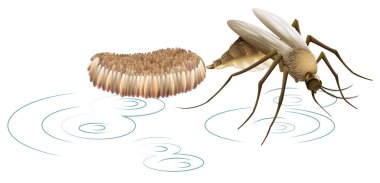A mosquito laying eggs clipart