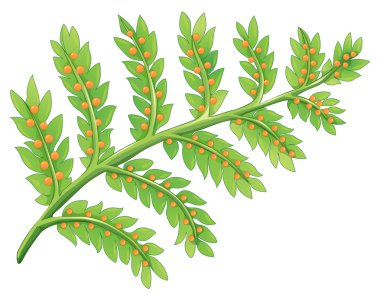 A fern plant clipart