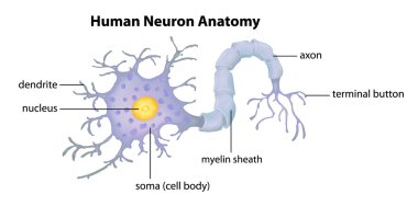 Human Neuron Anatomy clipart