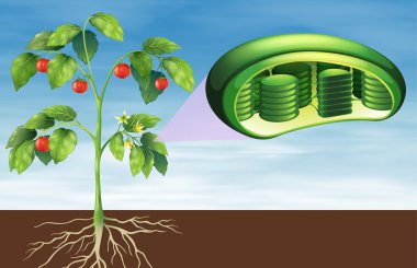 Plant cell anatomy clipart