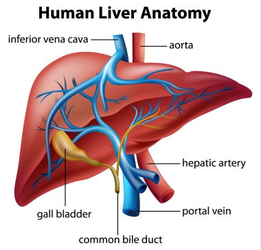 insan karaciğer anatomisi
