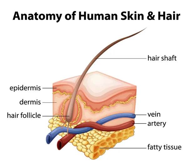 Anatomía de la piel y el cabello humanos — Vector de stock