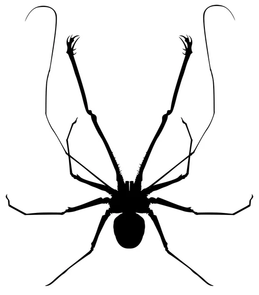 Una araña látigo — Vector de stock