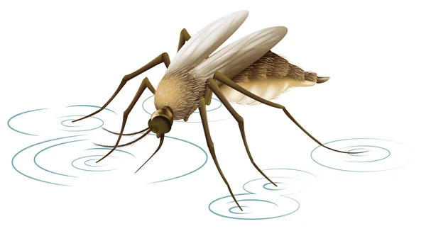 Mosquito. — Vector de stock