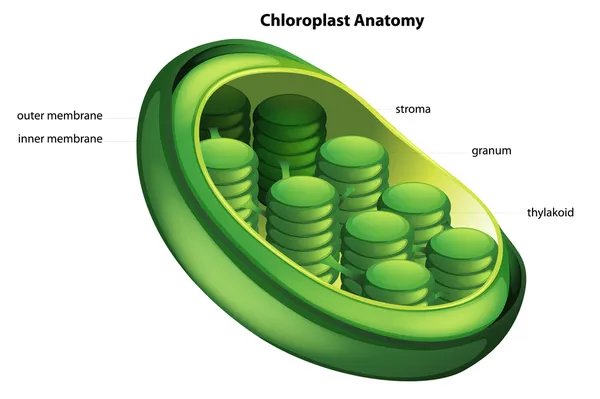 Cloroplasto — Archivo Imágenes Vectoriales