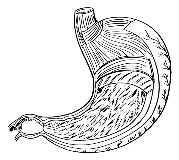 Anatomi Internal dari Perut - Stok Vektor