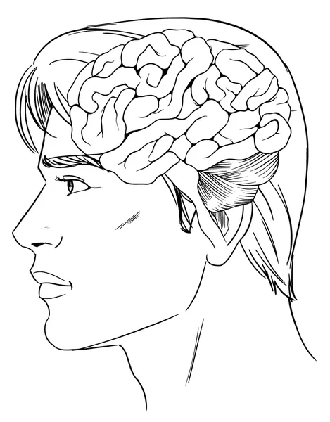 Den mänskliga hjärnan — Stock vektor