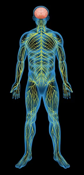 Human nervous system — Stock Vector